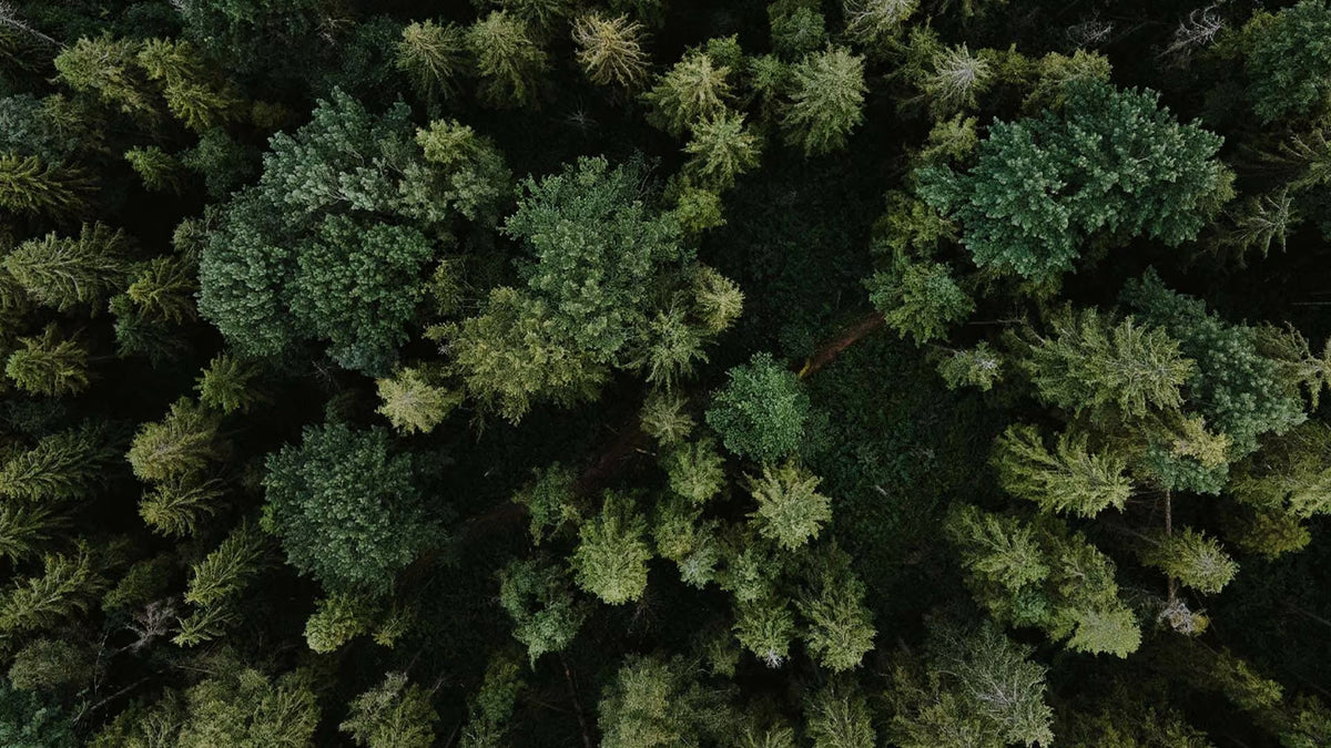 Forest canopy seen from above, where our solid wood begins